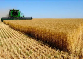 Cae el rendimiento promedio del trigo y la producción pierde 300 mil toneladas en la zona núcleo