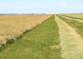 Exportaciones de semilla forrajera: las claves detrás del negocio de producción