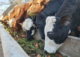 Zanahoria: las vacas no solo comen pastos o granos
