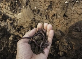 Advierten sobre el descuido de la biodiversidad de los suelos y los efectos en la producción de alimentos