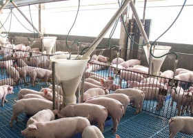 Bienestar animal: una premisa obligatoria en la producción sustentable