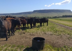 En Balcarce engordan bovinos con un sistema Voisin que no es Voisin: Rotación intensiva, pero con pasturas implantadas y fertilizantes
