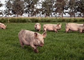 Acuerdo porcino con China: ya se conocieron los primeros detalles productivos