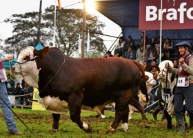 ¿Cuál fue la categoría ganadera que más subió en 2020? Frío, frío… Fueron los toros y vacas de pedigrí