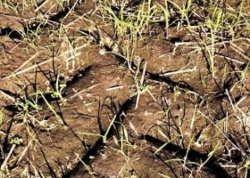 La Fauba advirtió que las inundaciones extienden el período en que emergen las malezas