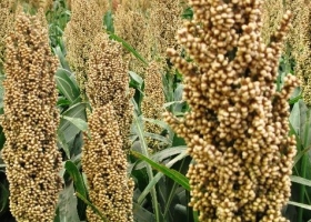 Las ventas anticipadas de sorgo ganan terreno respecto de 2019