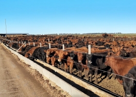 Feedlot: el orden de carga de los ingredientes, una decisión para prestar atención