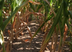 Lluvias: dieron alivio en algunas regiones, pero esquivaron la zona núcleo