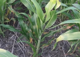 Entre Ríos: detectan presencia de "mancha de hollín" en sorgo y brindan pautas de manejo