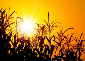 Alerta rojo: el maíz temprano define rinde en la zona núcleo, en donde un 65% del área está en sequía