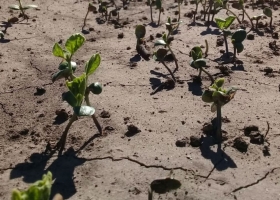 Justo a tiempo: la lluvias alivian a la soja y se aleja el fantasma de la sequía