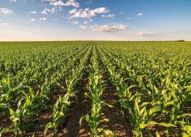 Maíz: dudas e incógnitas en el campo por cómo se va implementar el cupo