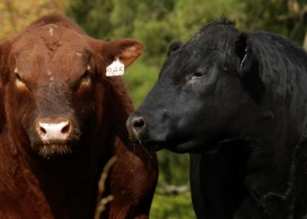 La Asociación Angus de Argentina firma un convenio con su par de España