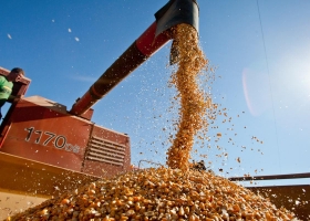 El maíz tampoco para: el precio del cereal que está en el centro de la escena política se ubica en su máximo valor desde 2013