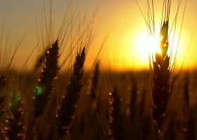 Productividad e impacto ambiental: el gran desafío para el agro
