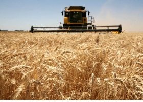 Trigo. Los aranceles a las exportaciones rusas podrían hacer caer el valor internacional