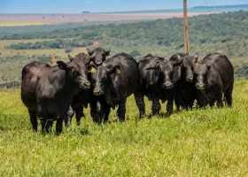 Tras la suba: en las próximas semanas el precio de la carne estará "planchado"