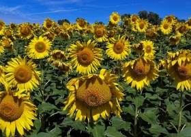Girasol: mejores rendimientos y muy buenos valores de materia grasa