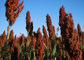 El sorgo comenzó a transitar la última parte de la siembra