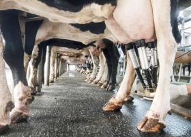 Los productores lecheros rechazan el "desacople" en el mercado