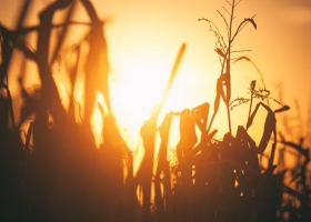 El impacto de la ola de calor en la región núcleo: no será fácil que las próximas lluvias repongan los milímetros perdidos