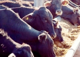 La Argentina ya cuenta con un protocolo de evaluación para el engorde a corral