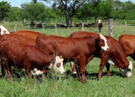 Santa Fe a la vanguardia en la producción de carne bovina a nivel nacional