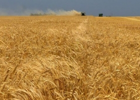La producción de cebada aumento 17%