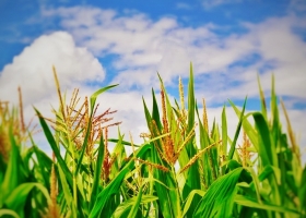Maíz de primera: El rinde promedio oscilaría entre 5.500 a 6.000 Kg/ha