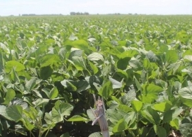 La ola de calor aceleró la pérdida de condición del cultivo de soja