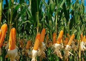 La autoridad europea en alimentos aprobó un maíz con 4 eventos apilados