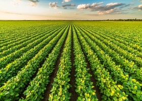 Un pacto que le podría sacar "canas verdes" al campo argentino