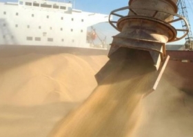 Ya se declaró casi 90% del trigo a exportar