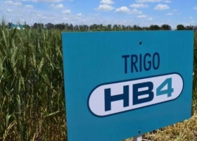 Establecieron distancias de aislamiento para cultivos de trigo y soja OGM cosechados por medios mecánicos