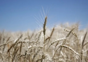 Brasil planteó la necesidad de aumentar la demanda de trigo y acercó posiciones con Buenos Aires