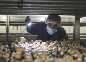 Los nuevos salarios de los trabajadores rurales con 36% de aumento