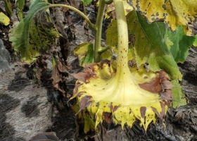 Alerta sanitaria: el girasol llama y es hora de ocuparse.