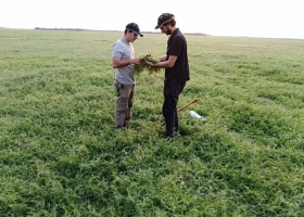 Cultivos de servicios: afirman que pueden bajar un 50% el impacto ambiental