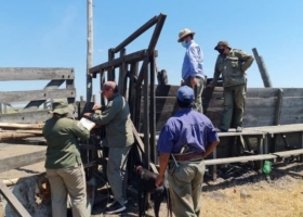 Robo millonario: denuncian que se llevaron 2000 vacunos de un campo