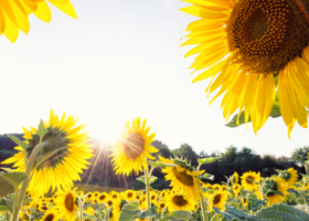 Se cosecharon los primeros lotes de girasol en el sur del área agrícola