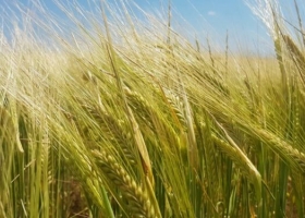 El 65% del área de cebada argentina es ocupada por una sola variedad que tiene casi una década de antigüedad