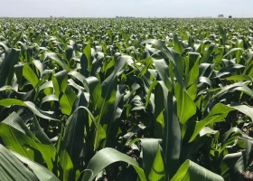Fertilizantes y herbicidas más caros: cómo queda la relación insumo/producto