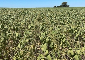 Por la brecha cambiaria, los productores guardan soja por 4.700 millones de dólares