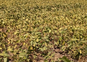 Soja: el norte bonaerense tuvo zonas con la mitad de lluvias de los últimos 20 años