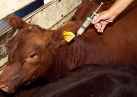 En 2022 Europa prohíbe del uso profiláctico de antibióticos en animales: Una nueva exigencia para las naciones proveedoras de carne.