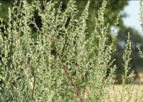 Investigadores evalúan cinco plantas aromáticas como alternativa para la protección de granos almacenados