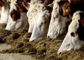 Feedlots: afirman que no pueden validar los precios actuales de los terneros.