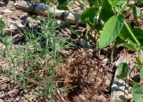 Preocupa la aparición de cardo ruso en lotes del oeste bonaerense