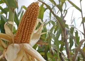 ¿Cómo viene el maíz en el sur de Santa Fe? Lo analizan productores junto a semilleros y técnicos del INTA