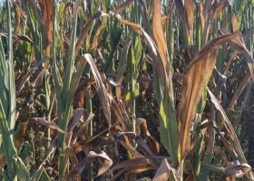 ¿Cómo puede ser que aumenten tanto los alquileres agrícolas en medio de una sequía que incendia la cosecha gruesa?